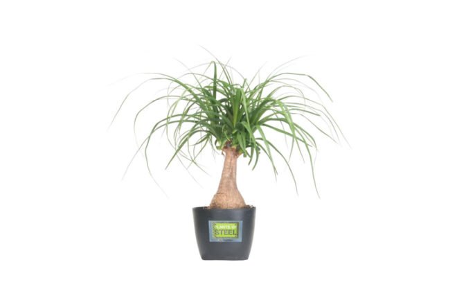 ponytail palm, 6 Hard to Kill Plants for the Recovering Brown Thumb, plants of steel, houseplants, hard to kill houseplants, hard to kill plants, plants that live a long time, low maintenance plants, easy to care for plants, costa farms, urban gardening, gardening, plants, plants that are hard to kill, what plants are hard to kill