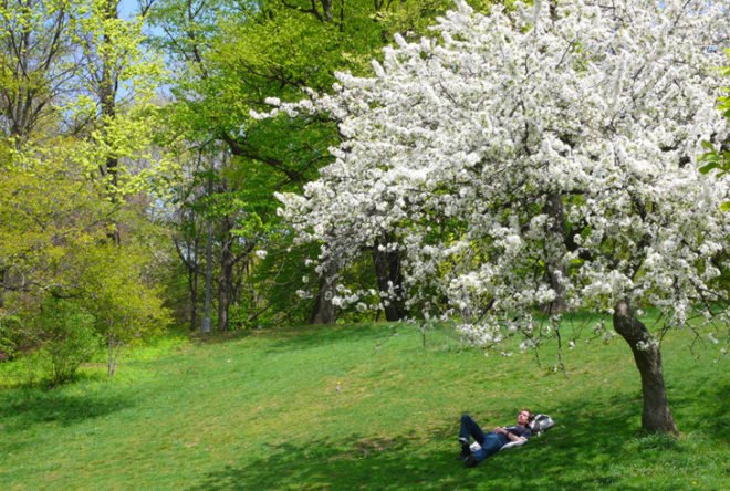 spring in nyc, spring blooms, spring flowers, where to see spring bloom in nyc, prospect park, prospect park brooklyn, prospect park spring