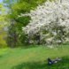 spring in nyc, spring blooms, spring flowers, where to see spring bloom in nyc, prospect park, prospect park brooklyn, prospect park spring