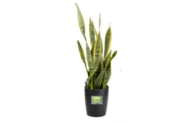sansevieras, snake plant, 6 Hard to Kill Plants for the Recovering Brown Thumb, plants of steel, houseplants, hard to kill houseplants, hard to kill plants, plants that live a long time, low maintenance plants, easy to care for plants, costa farms, urban gardening, gardening, plants, plants that are hard to kill, what plants are hard to kill
