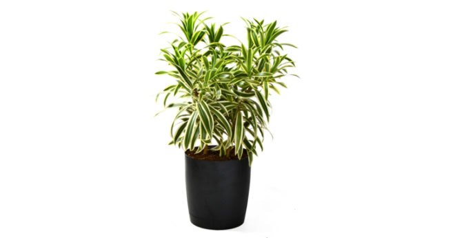 palms, potted plants, air purifying plants, indoor plants, plants for health, air cleaning plants, lilies, peace lilies, Dendrobium, orchids, ferns, Schefflera, anthuriums, song of india, gardening, urban gardening, indoor garden, vocs, air filter, natural air filter, green design, eco design, sustainable design
