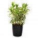 palms, potted plants, air purifying plants, indoor plants, plants for health, air cleaning plants, lilies, peace lilies, Dendrobium, orchids, ferns, Schefflera, anthuriums, song of india, gardening, urban gardening, indoor garden, vocs, air filter, natural air filter, green design, eco design, sustainable design