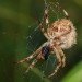 green design, eco design, sustainable design, spider silk, heat conductivity, heat conducting spider silk, organic materials, Iowa State university