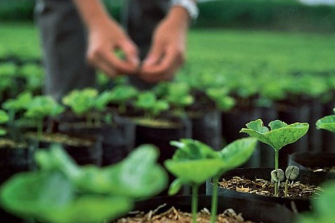starbucks sustainability, ben packard, coffee farming, CAFE Practises, Sustainable Agriculture, fair trade, farmer support centers, south american coffee