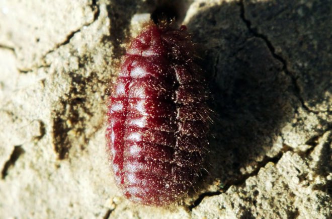Starbucks Strawberry, Cochineal Beetle, Red Bettle, Red Dye, Insect Dye