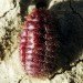 Starbucks Strawberry, Cochineal Beetle, Red Bettle, Red Dye, Insect Dye
