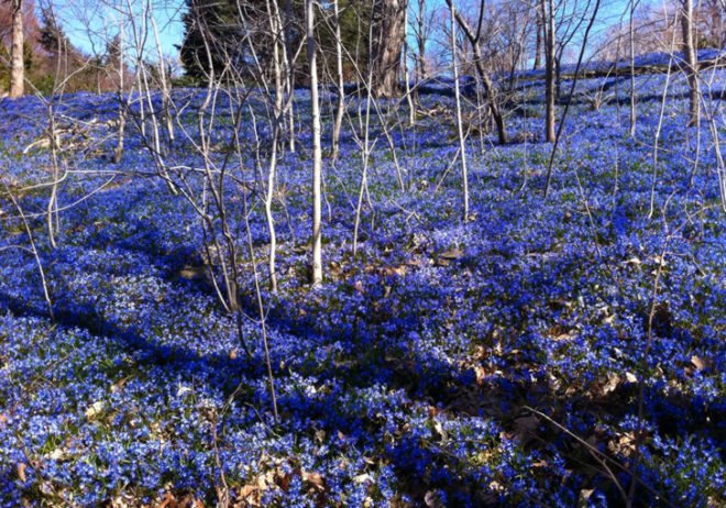 spring in nyc, spring blooms, spring flowers, where to see spring bloom in nyc, wave hill, wave hill spring, wave hill bronx