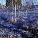 spring in nyc, spring blooms, spring flowers, where to see spring bloom in nyc, wave hill, wave hill spring, wave hill bronx