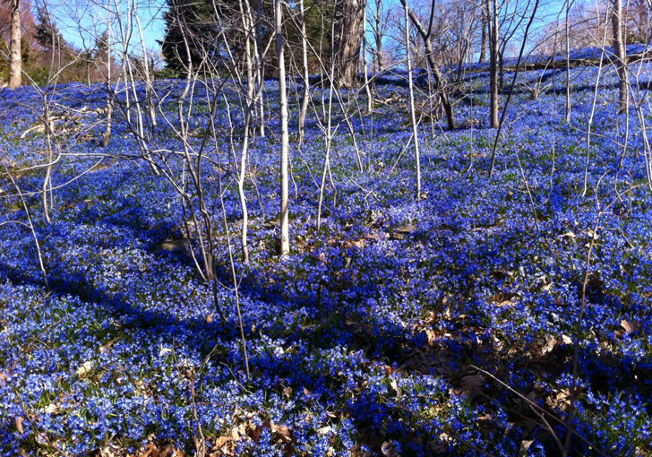 spring in nyc, spring blooms, spring flowers, where to see spring bloom in nyc, wave hill, wave hill spring, wave hill bronx