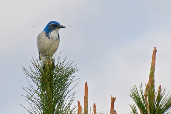 western scrub jay, birds, birding, New Mexico, audubon, bird watching, wildlife