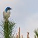 western scrub jay, birds, birding, New Mexico, audubon, bird watching, wildlife