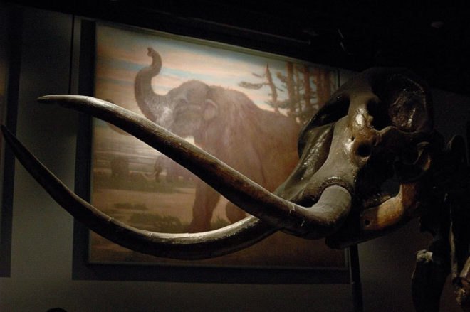 Woolly Mammoth, Hwang Woo-Suk, science, scientists, cloning, DNA, stem cells, South Korea, Russia, Siberia, permafrost, global warming, Hwang In-Sung