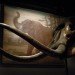 Woolly Mammoth, Hwang Woo-Suk, science, scientists, cloning, DNA, stem cells, South Korea, Russia, Siberia, permafrost, global warming, Hwang In-Sung