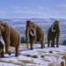 Woolly Mammoth, Hwang Woo-Suk, science, scientists, cloning, DNA, stem cells, South Korea, Russia, Siberia, permafrost, global warming, Hwang In-Sung