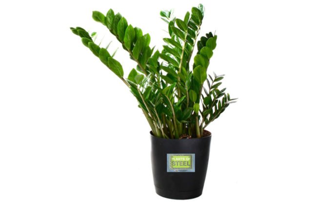 6 Hard to Kill Plants for the Recovering Brown Thumb, plants of steel, houseplants, hard to kill houseplants, hard to kill plants, plants that live a long time, low maintenance plants, easy to care for plants, costa farms, urban gardening, gardening, plants, plants that are hard to kill, what plants are hard to kill