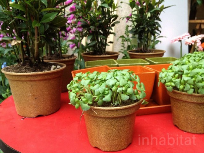 vipot, rice ask, biodegradable, flower pot, totalpackaging, goodesign, bestup, milan design week