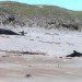 Infant Dolphin, Long Beaked Common Dolphin, Carlos Yaipen Llanos, ORCA Peru, Blue Voice, Unexplained Mortality Event