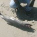 Infant Dolphin, Long Beaked Common Dolphin, Carlos Yaipen Llanos, ORCA Peru, Blue Voice, Unexplained Mortality Event