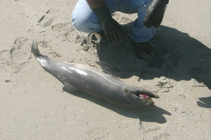 Infant Dolphin, Long Beaked Common Dolphin, Carlos Yaipen Llanos, ORCA Peru, Blue Voice, Unexplained Mortality Event