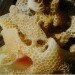 green design, eco design, sustainable design, Aganetha Dyck, Canadian Artists, WInnipeg, Bees, apiary, beekeeping, bee artist, bee sculpture, honeycomb sculpture