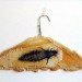 green design, eco design, sustainable design, Aganetha Dyck, Canadian Artists, WInnipeg, Bees, apiary, beekeeping, bee artist, bee sculpture, honeycomb sculpture