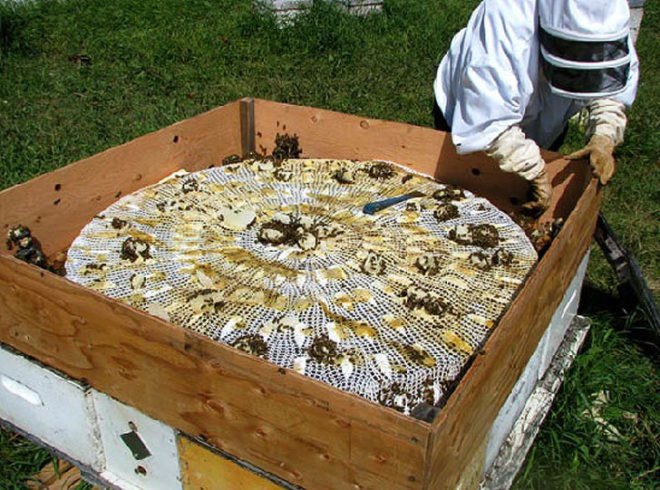 green design, eco design, sustainable design, Aganetha Dyck, Canadian Artists, WInnipeg, Bees, apiary, beekeeping, bee artist, bee sculpture, honeycomb sculpture