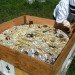 green design, eco design, sustainable design, Aganetha Dyck, Canadian Artists, WInnipeg, Bees, apiary, beekeeping, bee artist, bee sculpture, honeycomb sculpture