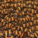 green design, eco design, sustainable design, colony collapse, bee population, bee decline, neonicotinoid, harvard University, parasitic diseases, Bulletin of Insectology