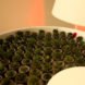 Biophotovoltaics, BPV, Moss, Table, Green design, Green furniture, bio energy harvesting