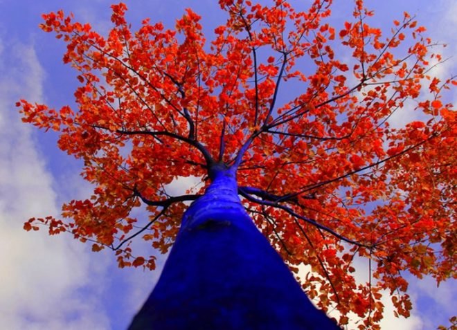 Avatar, The Blue Trees, Konstantin Dimopoulos, green design, sustainable design, eco-design, art, trees, seattle, westlake, vancouver biennale, canada, trees,