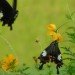 Shanghai Jiao Tong University, solar biomimicry, solar butterfly wing, solar power wing,
