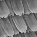 Shanghai Jiao Tong University, solar biomimicry, solar butterfly wing, solar power wing,