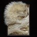 art, compostable / recycling, biodegradable materials, Calvin Nicholls, hummingbird, archival paper, fox, woodland, Canada, Ontario, paper art, paper knife, delicate art, paper sculptures, Recycling / Compost, animals