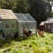 Williams-Sonoma, chicken coop, mobile chicken house, agrarian designs, sustainable design, garden eco design, green design
