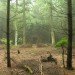 Cornelia Konrads, Land Art, Forest Art, Woodland lanscape, deforestation, German Forest