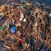 Earth day, Climate change, Extreme weather, Deforestation, FSC Certified Wood, Pollution, Great Pacific Garbage Patch, recycling, Biodiversity, oceanic dead zones, bee population, rising sea levels, overpopulation, environmental destruction