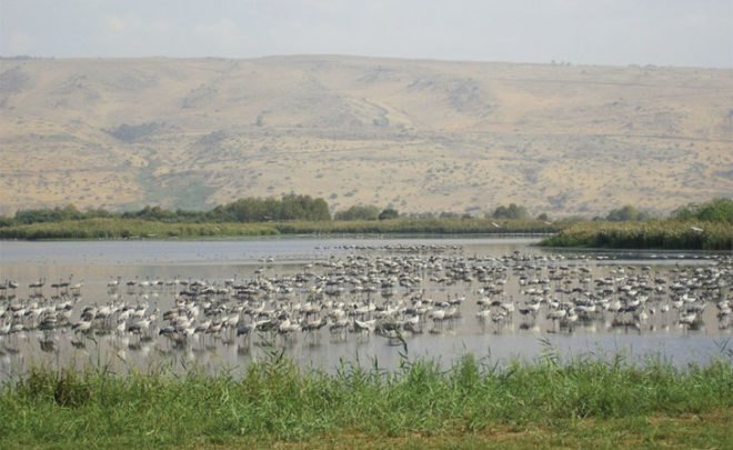 green design, eco design, sustainable design, Golany Architects, Hula Visitor Center, bird watching, Northern Israel, solar power, wooden louverl