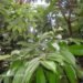 Jadav Payeng, Jadav Payeng forest, Jadav Payeng nature reserve, Jadav Payeng assam, Jadav Payeng ecosystem, Jadav Payeng local hero, Jadav Payeng times of india, india desertification, india deforestation, india payeng