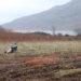 Joe Hogan, basket, irish baskets, basket making, willow, local biodegradable materials, Loch na Fooey, Ireland, bark, willow, catkin, lichen, Green Home decor, art, recycling / Compost