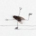 Magnus Muhr, art, flies, dead insects, illustrations, humour, swedish art, animals