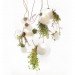 Omer Arbel, plant chandelier, green lighting, plant chandelier, plant lamps, green lamps, eco lamps, living furniture