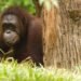 university manchester orangutan, Dr. Roland Ennos, Adam van Casteren, green design, orangutan architects, orangutan nest, orangutan manchester, orangutan design, orangutan nest construction, orangutan ennos study, orangutan ennos