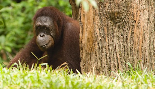 university manchester orangutan, Dr. Roland Ennos, Adam van Casteren, green design, orangutan architects, orangutan nest, orangutan manchester, orangutan design, orangutan nest construction, orangutan ennos study, orangutan ennos