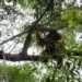 university manchester orangutan, Dr. Roland Ennos, Adam van Casteren, green design, orangutan architects, orangutan nest, orangutan manchester, orangutan design, orangutan nest construction, orangutan ennos study, orangutan ennos