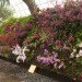 green design, eco design, sustainable design, botanical, New York Botanical Garden, Orchid Show, Enid A. Haupt Conservatory, Patrick Blanc, Vertical garden, Living Wall