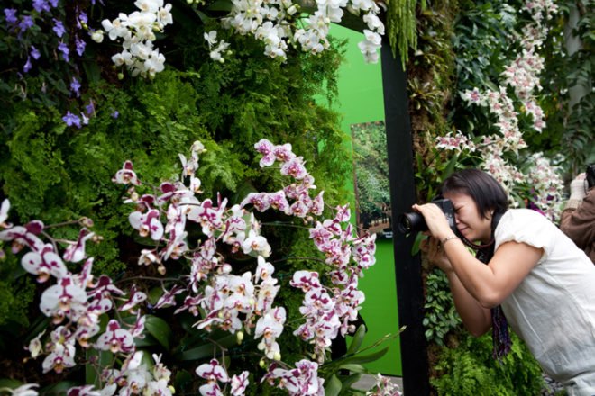 botanical, New York Botanical Garden, Orchid Show, Enid A. Haupt Conservatory, Patrick Blanc, Vertical garden, Living Wall