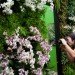 botanical, New York Botanical Garden, Orchid Show, Enid A. Haupt Conservatory, Patrick Blanc, Vertical garden, Living Wall