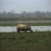 Jadav Payeng, Jadav Payeng forest, Jadav Payeng nature reserve, Jadav Payeng assam, Jadav Payeng ecosystem, Jadav Payeng local hero, Jadav Payeng times of india, india desertification, india deforestation, india payeng