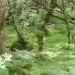 green design, eco design, sustainable design, environmental art, Rob Mullholland, Scotland, Forestry Commission, Vestige, Mirror sculpture, Aberfoyle, Trossachs