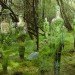green design, eco design, sustainable design, environmental art, Rob Mullholland, Scotland, Forestry Commission, Vestige, Mirror sculpture, Aberfoyle, Trossachs
